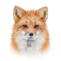 Red fox on white background