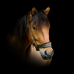 Horse on dark background