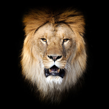 Lion on dark background