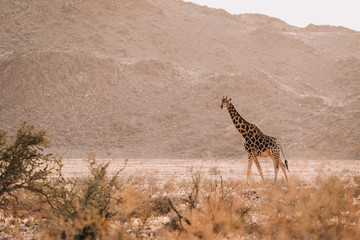 wild giraffe in the desert savanna in Namibia