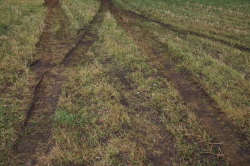 Tire tracks on the green lawn. Damaged ground view