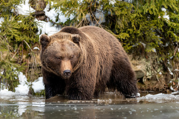 Fototapeta premium Wild brown bear near a forest lake