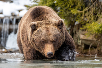 Fototapeta na wymiar Wild brown bear near a forest lake