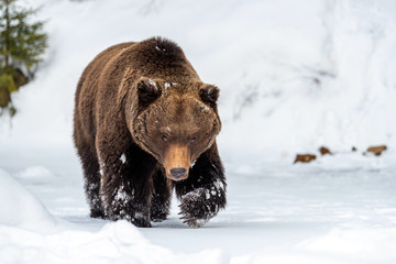 Wild brown bear in winter forest