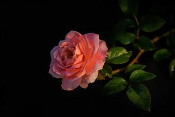 Beautiful orange rose on a black background