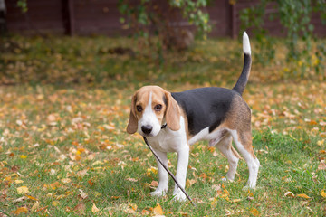 Cute beagle puppy is holding a twig of a tree in his teeth. Pet animals.