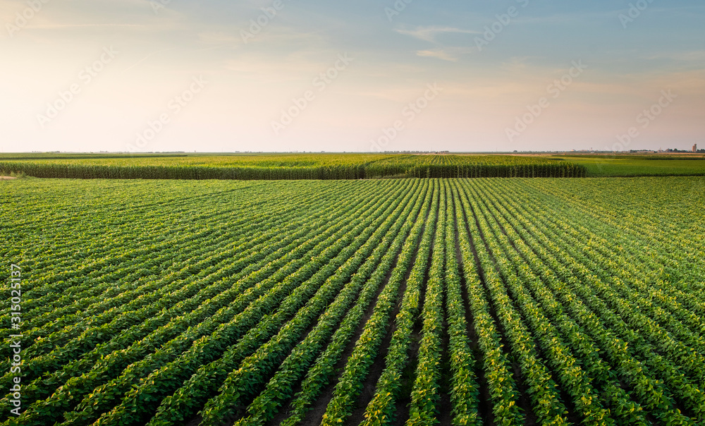 Wall mural Open soybean field at sunset.