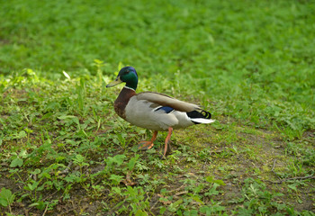 Wild duck drake
