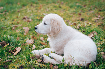 dog having fun in summer