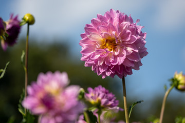 Fototapeta premium ダリアの写真