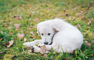 dog having fun in summer