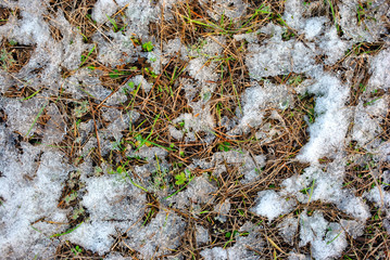 Dry old grass and first green spring sprouts covered with white snow, natural background top view