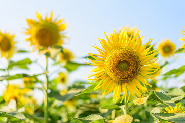Fresh sunflower with blue sky in sunshine day