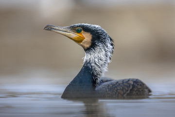 Great cormorant male in breeding plumage