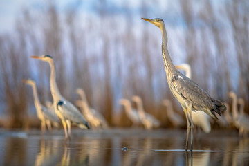 Fototapeta premium Grey heron hunting stationary in lake