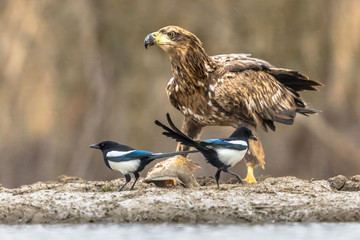 White-tailed eagle with magpies