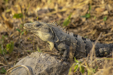 Iguana taking sunbath