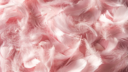 Pink feather background.