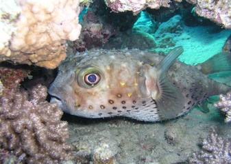 The underwater world of the red sea