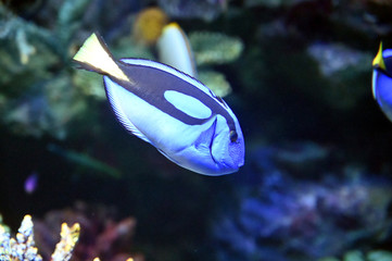 Fototapeta na wymiar サンゴ礁の間を元気に泳ぎ回るナンヨウハギ