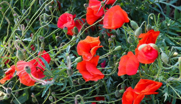 Beautiful yellow and red poppy flowers on a field