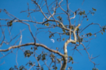 Blue sky with moon