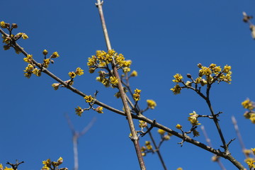 The tree bloomed in bright yellow flowers in spring