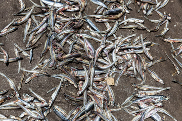 Beautiful close up of small fish drying on land by sun on the beach in North Sulawesi, Indonesia