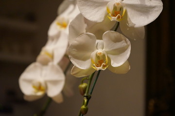Fototapeta na wymiar White Phalaenopsis Orchid