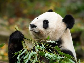 A young giant panda sitting and eating bamboo