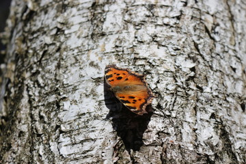  Butterfly urticaria sits on a birch bark