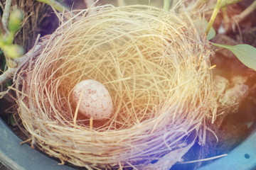 bird nest with egg in the garden with filter color