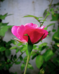 pink rose in the garden