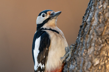 A male great spotted woodpecker sitting on a tree trunk