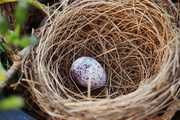 bird nest with egg in the garden