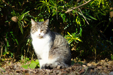 野良猫