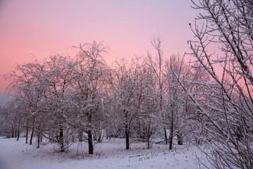 Bright pink-purple dawn over a snow-covered Park