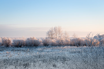 Winter landscape. Dry grass, bushes and trees in hoarfrost in a white field covered with snow. Skyline. Blue sky. Sunny frosty day.