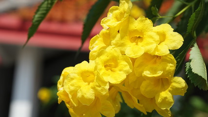 Yellow Trumpet flower