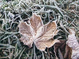 Frozen fallen brown maple leaf on frosty ground.