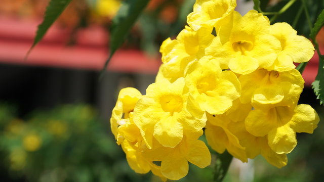 Yellow Trumpet Flower