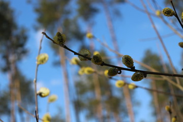  Willow blossoms in early spring in the forest. Her flowers look like fluffy kittens