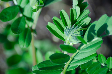 カラスノエンドウ