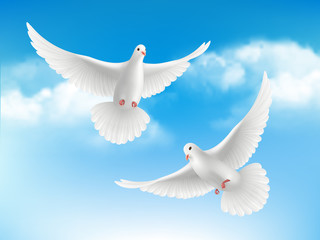 Bird in clouds. Flying white pigeons in blue sky peaceful religion concept with realistic birds vector background. Illustration realistic pigeon, religious symbols bird freedom