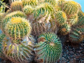 Naklejka na ściany i meble The spiny heads of the cactus, green nature background. Cactus bush. Tropical exotic nature landscape