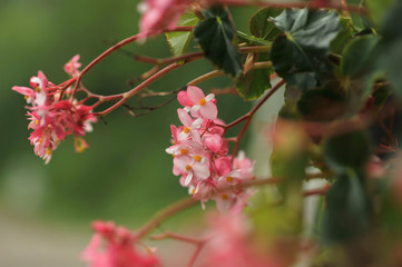 Beautiful flowers with pink holes and flower pistils in the middle with green leaves