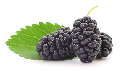 Closeup shot of fresh blackberries.