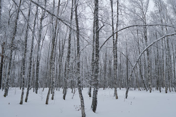 birch tree trunks in the late winter evening; looking up from the bottom; huge trees on monochrome background