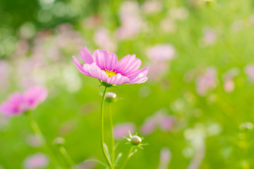 鮮やかな秋桜