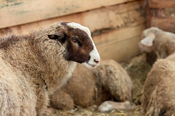 Cute sheep with brown and white head in wooden pen with sheep lying in background